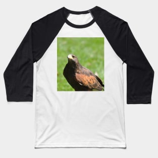 Harris hawk Baseball T-Shirt